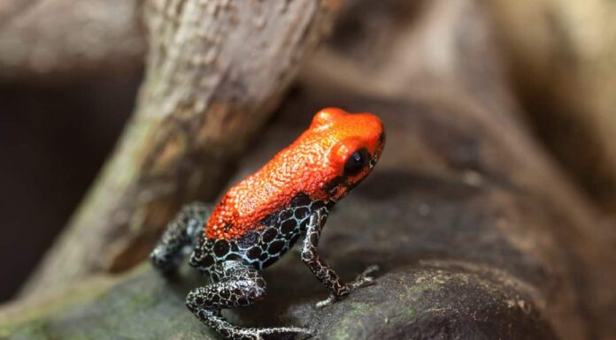 10 fatti incredibili di Poison Dart Frog

