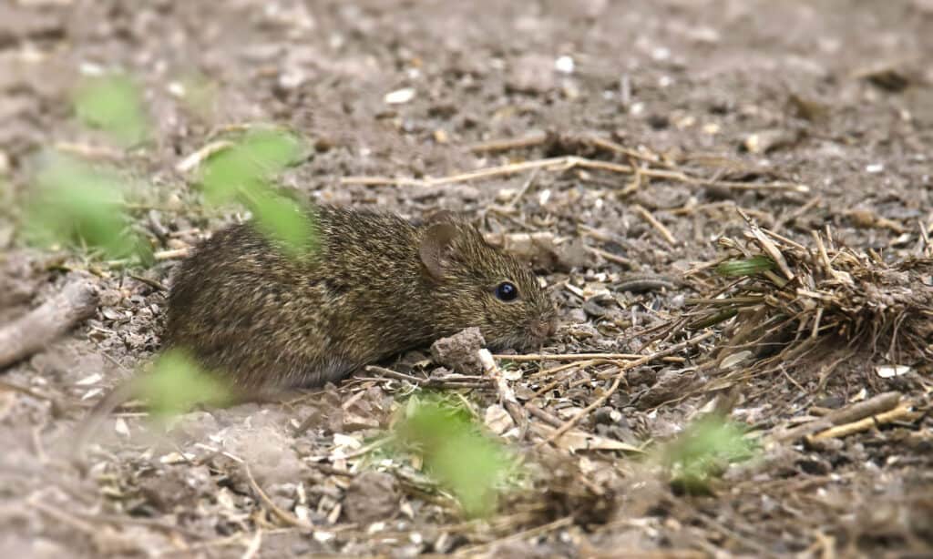 Topo di cotone (peromyscus gossypinus)