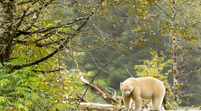 Kermode Bear (Spirito Orso)
