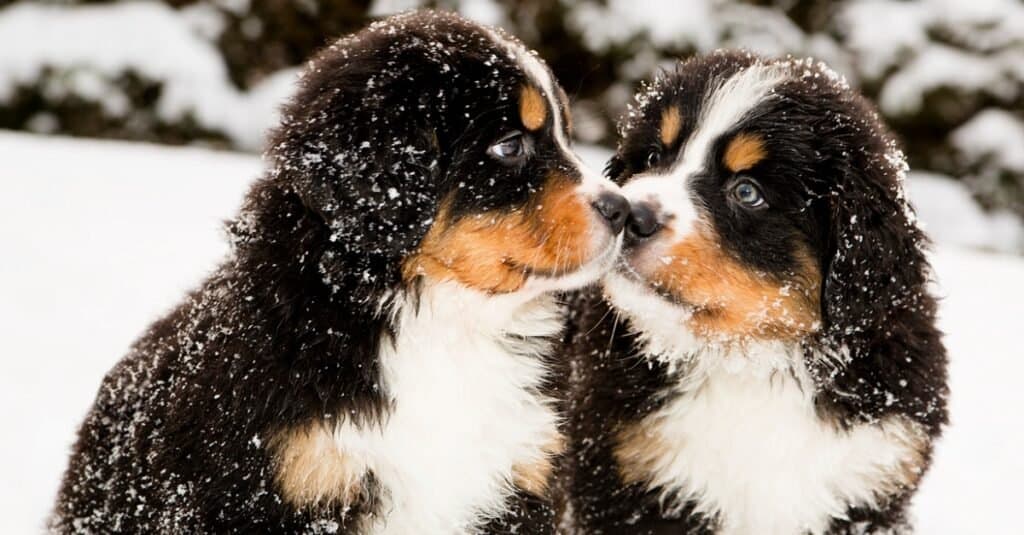 Cuccioli di Bovaro del Bernese nella neve