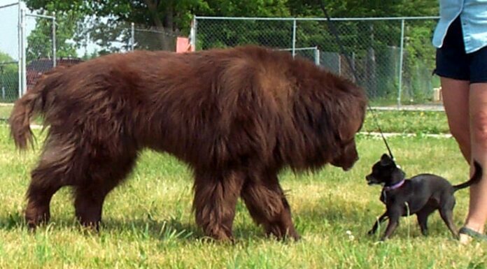 5 migliori parchi per cani a Chula Vista
