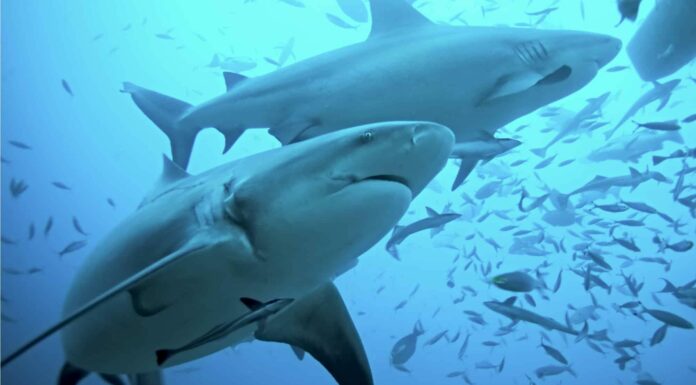 Predatori di squali toro: cosa mangia uno squalo toro?
