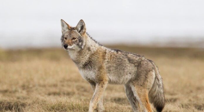 Coyote in Florida: quanti e dove vivono
