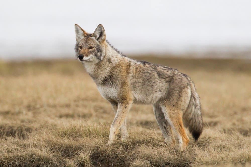 Coyote sul prato primaverile a Tagish, Yukon, Canada