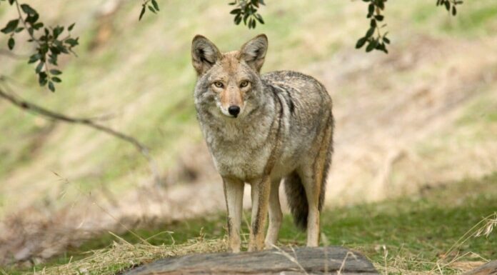 Coyote in Texas
