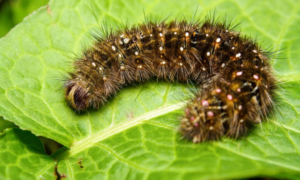 Dipinto Lady Caterpillar