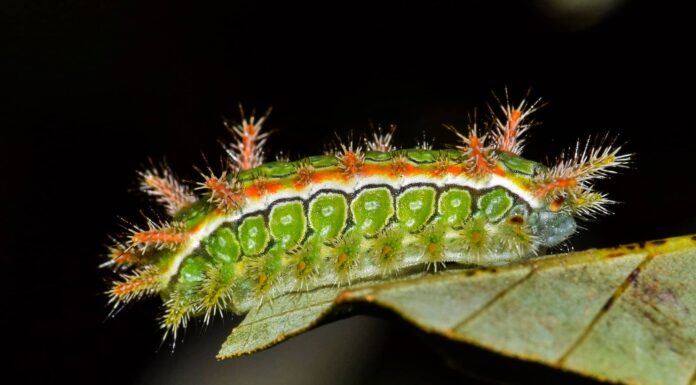 Tussock Caterpillar