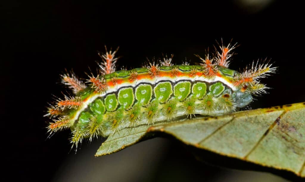 Bruco di lumaca di quercia spinosa