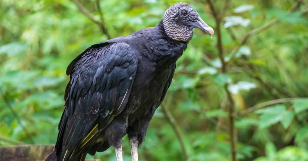 Avvoltoio nero vs Avvoltoio tacchino - Avvoltoio nero