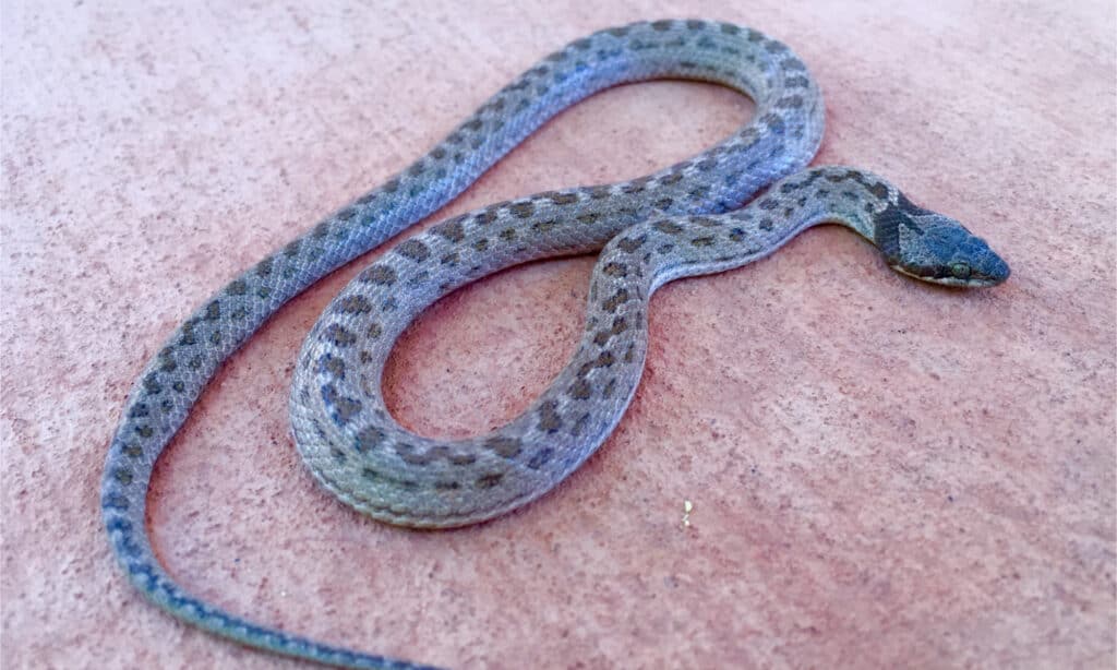 Un serpente notturno sdraiato su un ponte