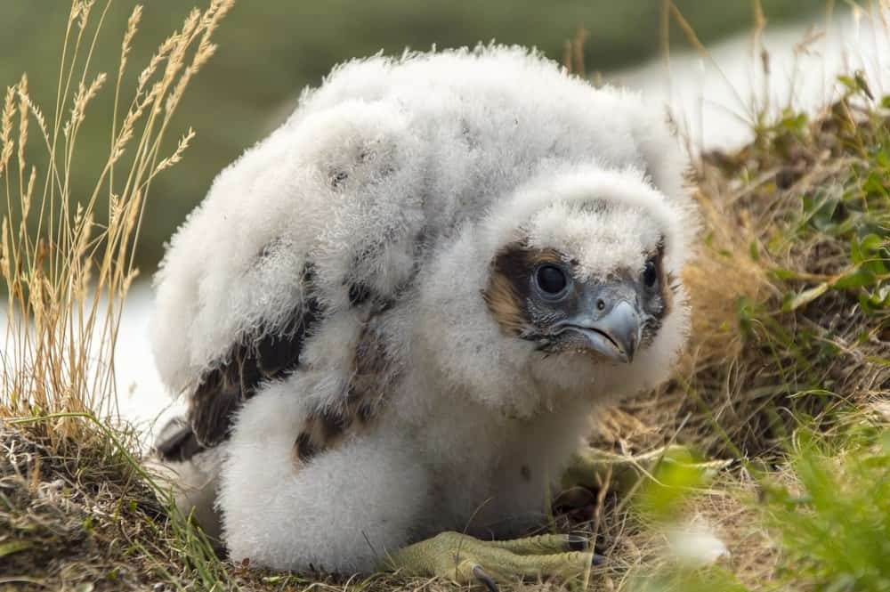 Pulcino Falco pellegrino, Yamal, Russia