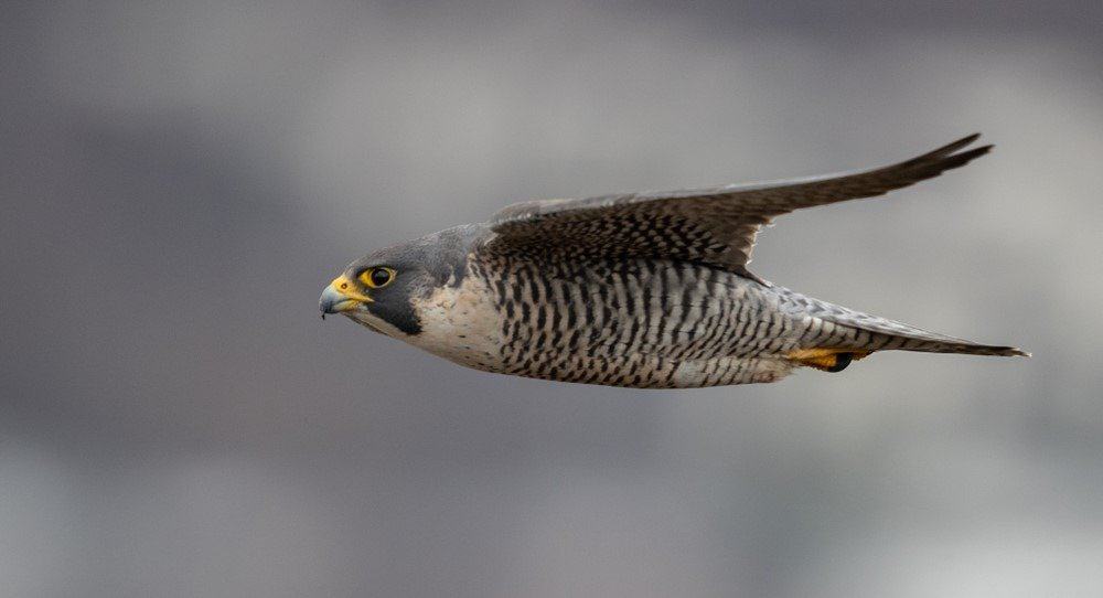 Falco pellegrino volante