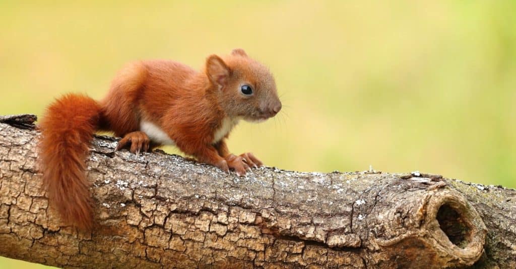Piccolo scoiattolo rosso bambino seduto su un tronco.