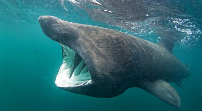 I 10 più grandi squali nello stato di Washington (e Puget Sound)

