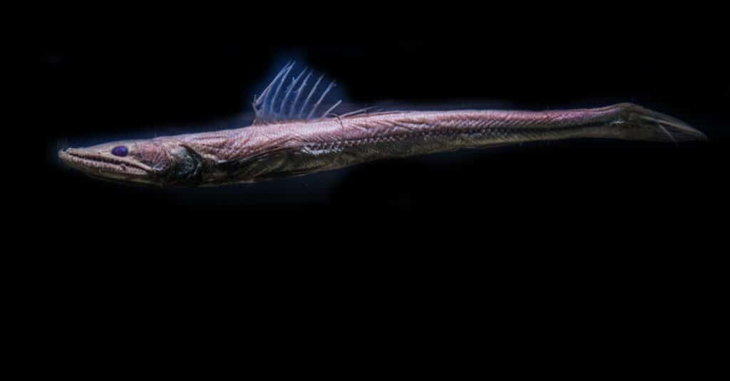 creature del mare profondo viperfish
