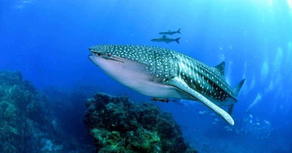 Animali che vivono nelle barriere coralline: gli squali balena