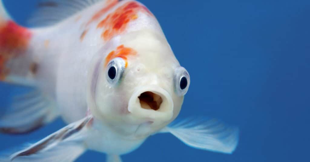 pesce arancione e bianco con la bocca aperta