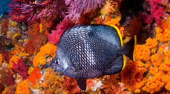 10 fatti di pesce incredibili
