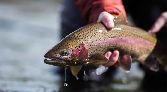 angling in yellowstone