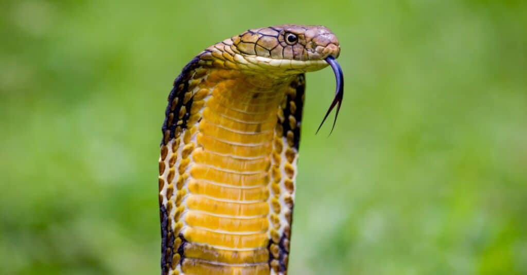 primo piano di un cobra reale