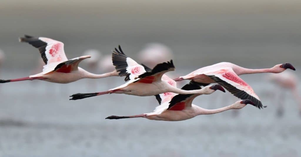 Fenicottero in volo sull'acqua