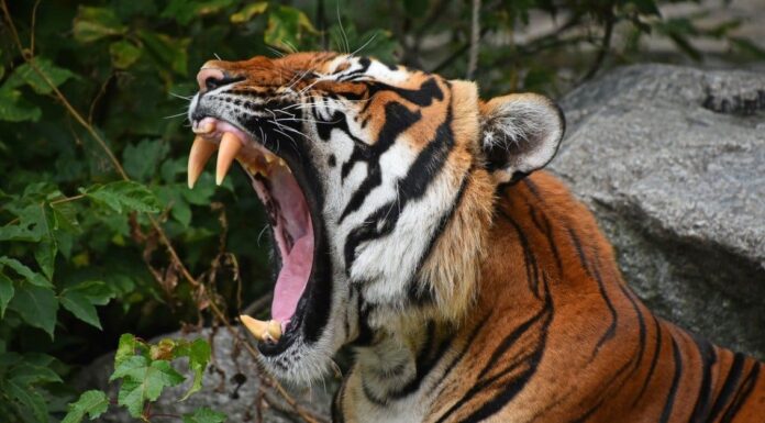 Guarda il filmato scioccante di due tigri che combattono allo zoo
