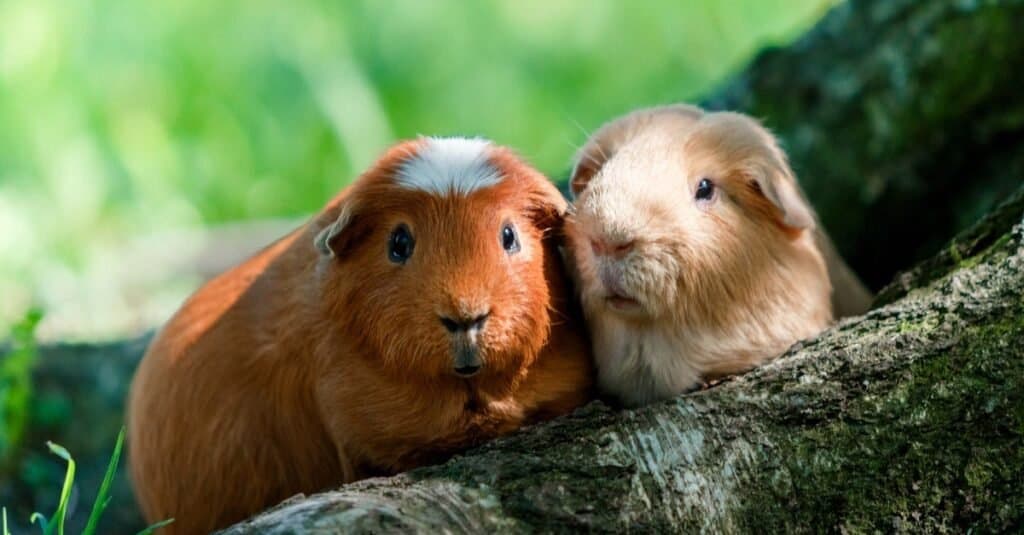 Tipi di cavia