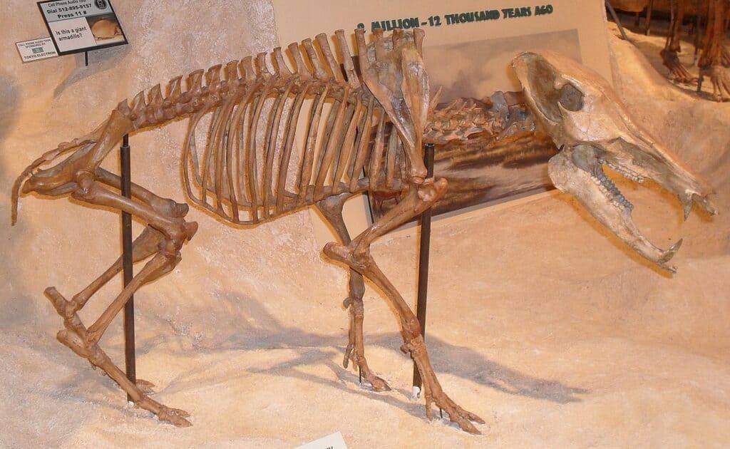 Mylohyus