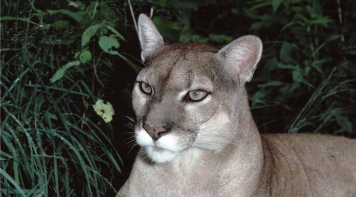 Eastern Cougar