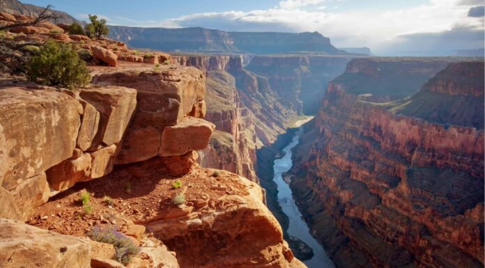Cosa vive in fondo al Grand Canyon?
