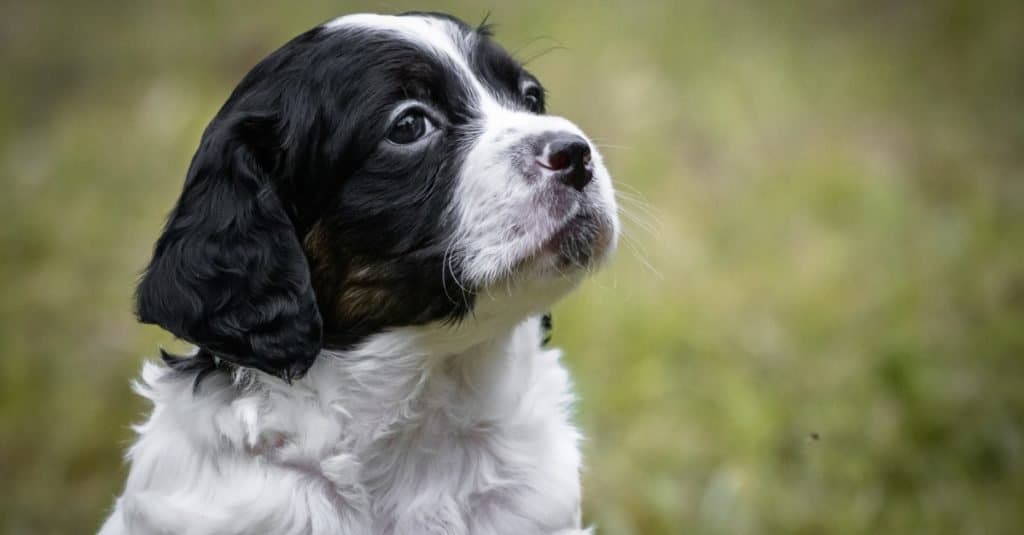 Carino e curioso ritratto in bianco e nero del cucciolo di Brittany, che guarda in alto