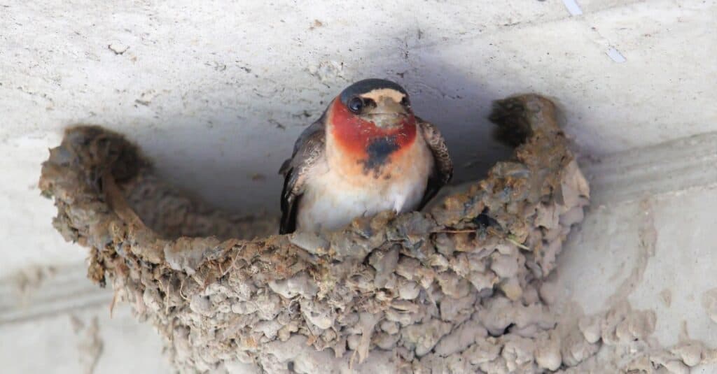 Uccelli che fanno nidi di fango: Cliff Swallow