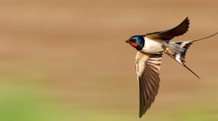 Cliff Swallow vs Barn Swallow: quali sono le differenze?
