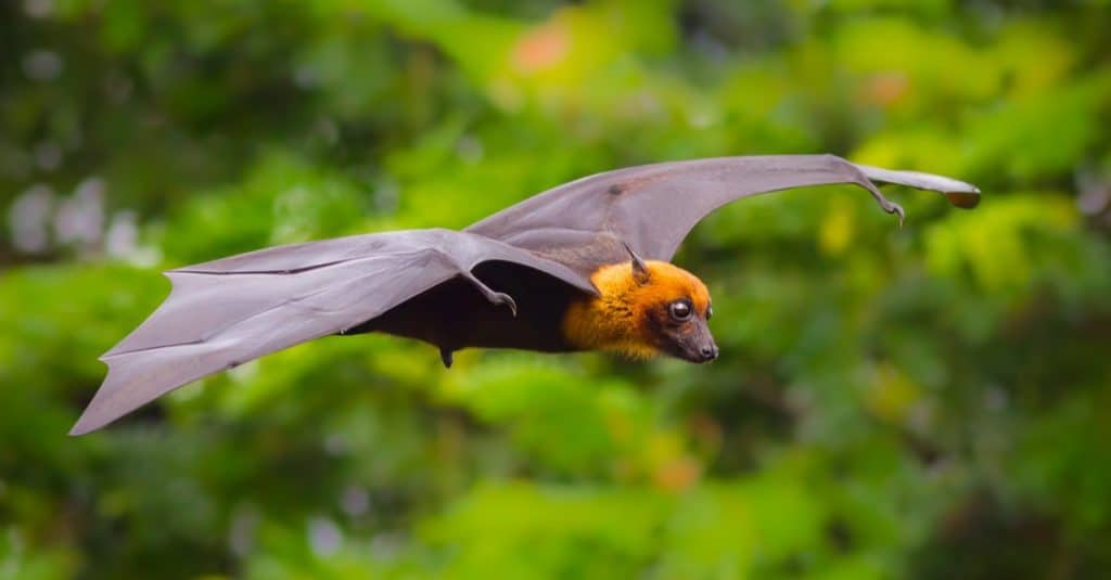 Pipistrello della frutta maschio volante, volpe volante di Lyle (Pteropus lylei) con sfondo verde nella natura della Thailandia