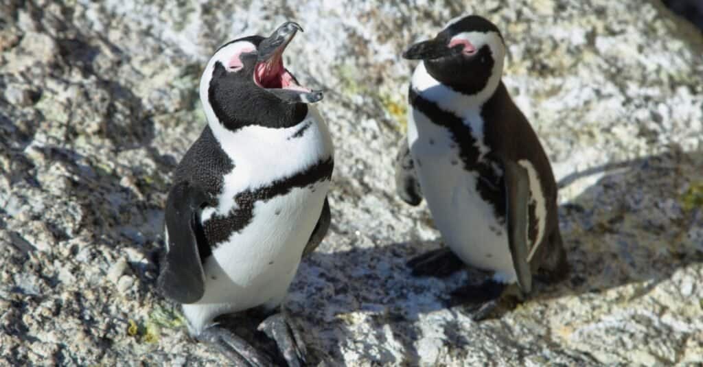 pinguini con becco aperto