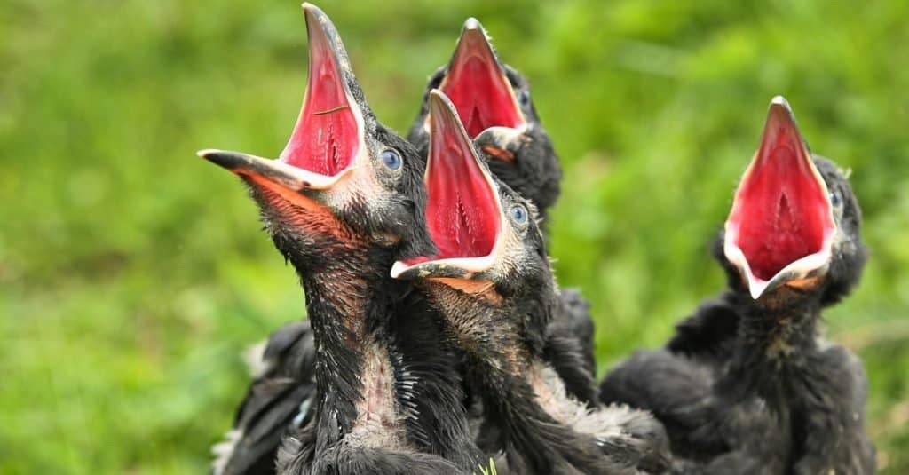 Giovani uccelli comuni del corvo nel nido.
