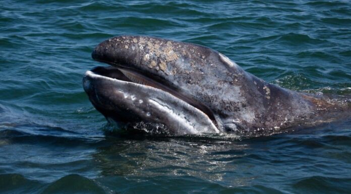 I turisti fortunati giocano con le balene grigie in tournée
