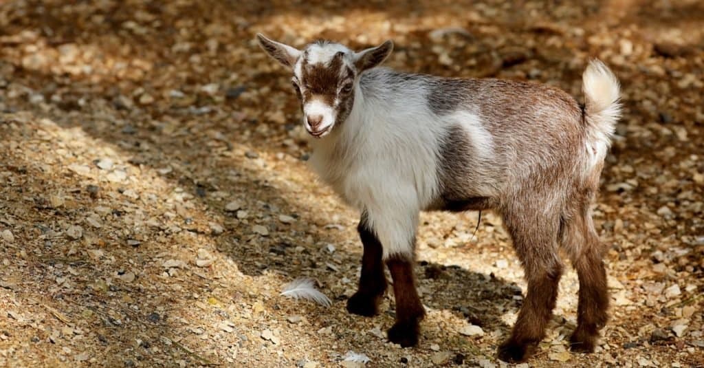 Il pigmeo americano è una capra in miniatura che è un buon animale domestico. 