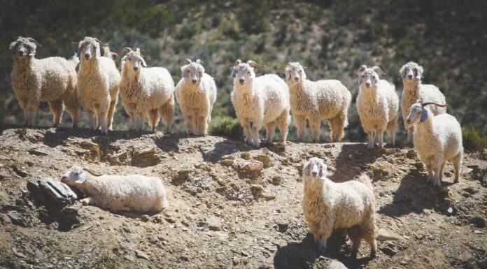 10 razze di capre: i diversi tipi di capre
