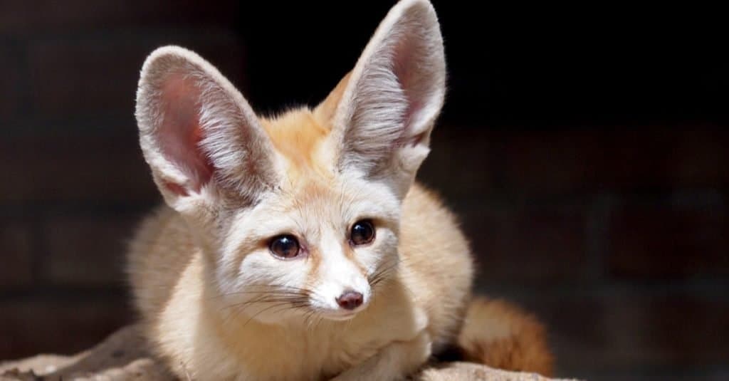 Animali più teneri: Fennec Fox