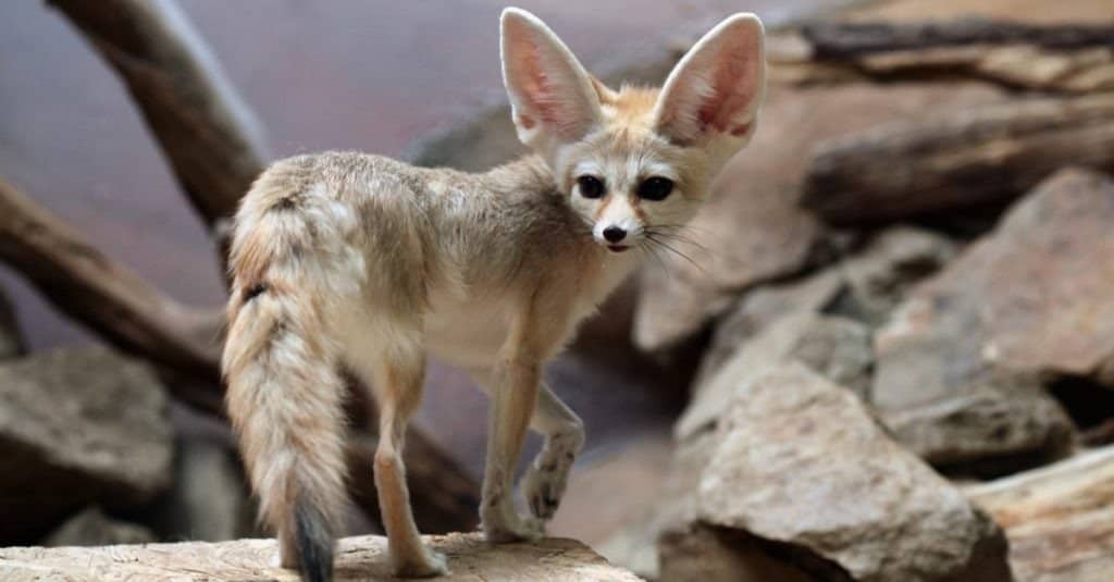 i 10 migliori animali domestici non tradizionali - Fennec Fox
