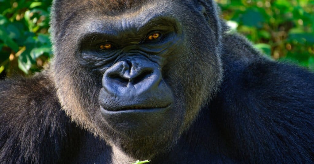 Forza del morso del gorilla - Gorilla che schernisce