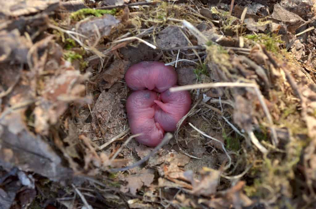 Ratti neonati in un nido