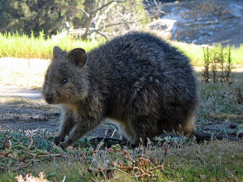 Incredibili fatti sui Quokka