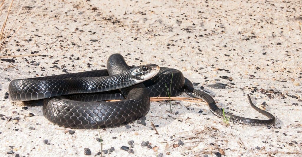 i corridori neri del sud sono serpenti veloci e agili nel nord della Georgia