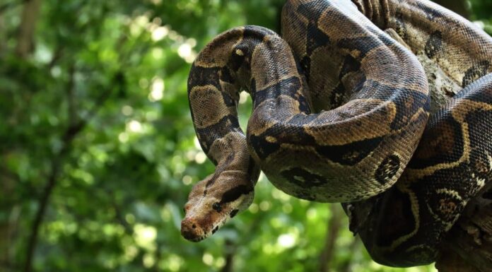 Il serpente attacca il porcospino, si trasforma in porcu-serpente e in qualche modo sembra ancora più terrificante
