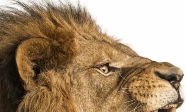 Buffalo tenta di superare casualmente 23 leoni con risultati prevedibili
