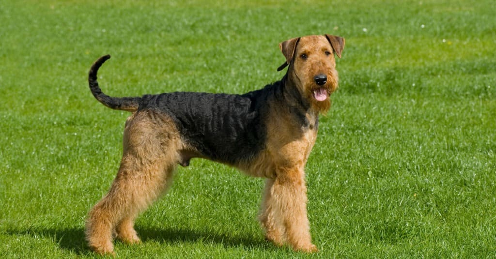 Airedale Terrier nel parco