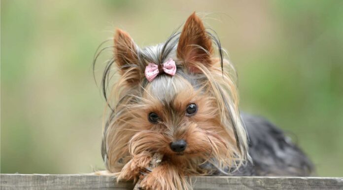 Biewer Terrier vs Yorkie: quali sono le differenze?
