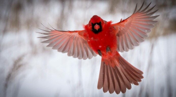 northern cardinal in snowy flight